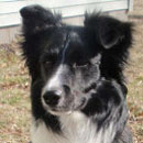 Timper was adopted in April, 2009